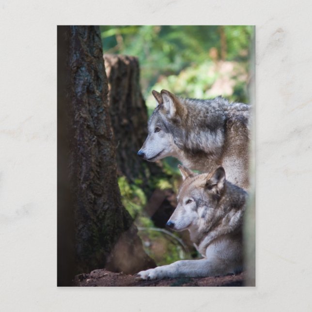 Carte Postale Loups gris (Devant)