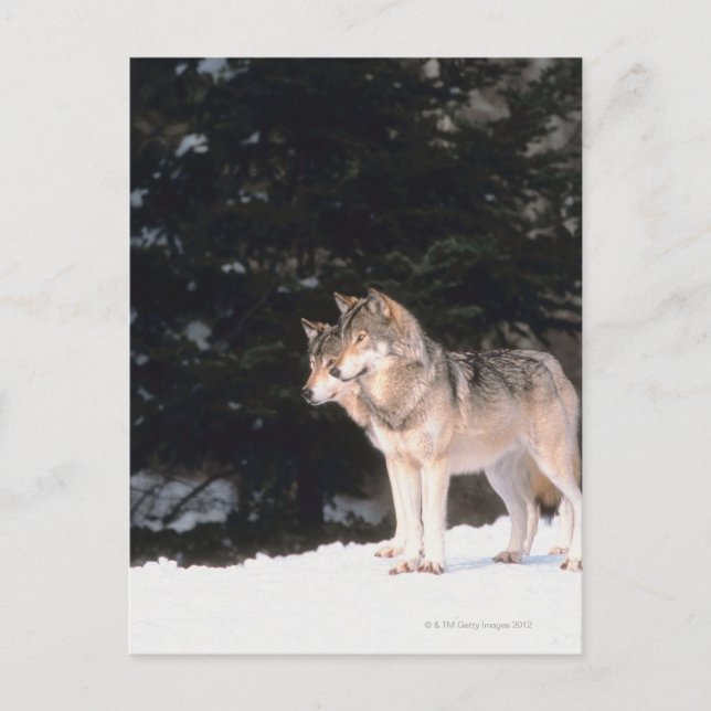 Carte Postale Loups gris (Devant)