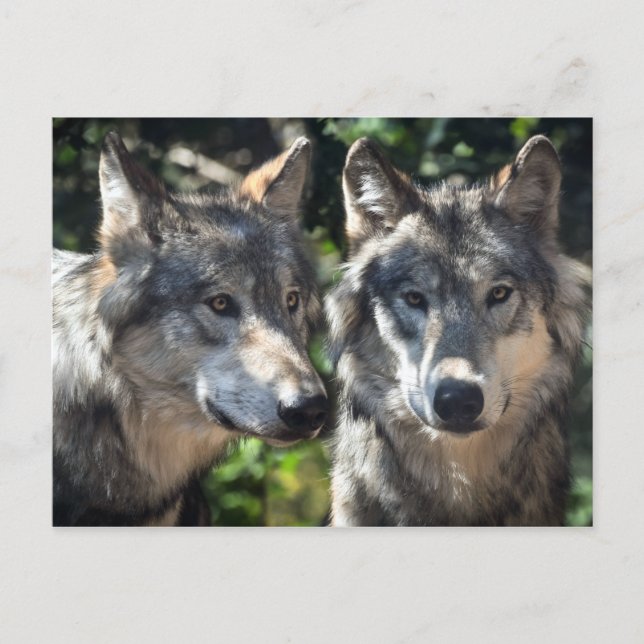 Carte Postale Loups gris en pleine nature (Devant)