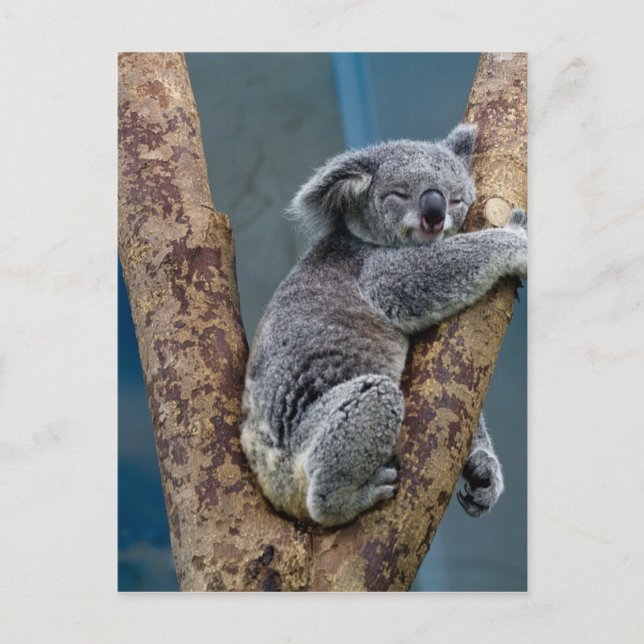 Carte Postale L'Ours De Koala Dort Dans Un Arbre (Devant)