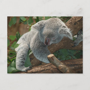 Carte Postale L'ours de Koala est si mignon