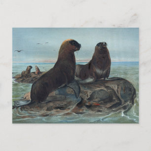 Carte Postale L'ours de mer par Joseph Wolf