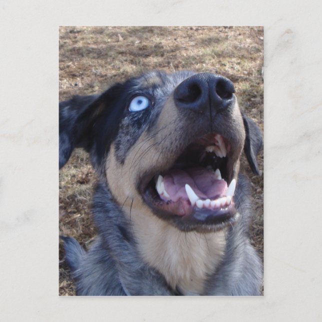 Carte Postale Lousiana Catahoula Leopard Dog (Devant)