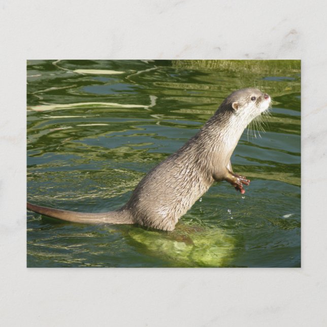 Carte Postale loutre asiatique courte griffée (Devant)