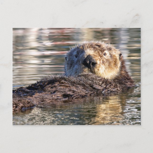 Carte Postale Loutre de flottement (Devant)