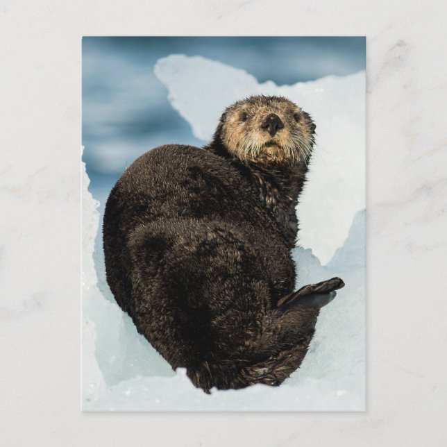 Carte Postale Loutre de mer (Devant)