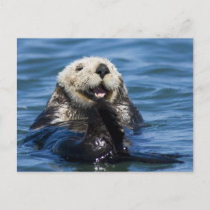 Carte Postale Loutre de mer de Californie Enhydra lutris) se toi