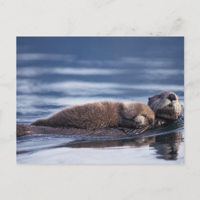 Carte Postale loutre de mer, Enhydra lutris lutris (Devant)