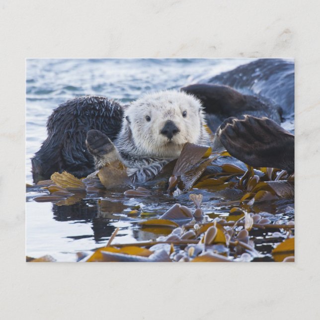 Carte Postale Loutre de mer enveloppée de kelp (Devant)