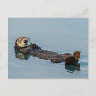 Carte Postale Loutre de mer flottant sur le dos dans l'océan