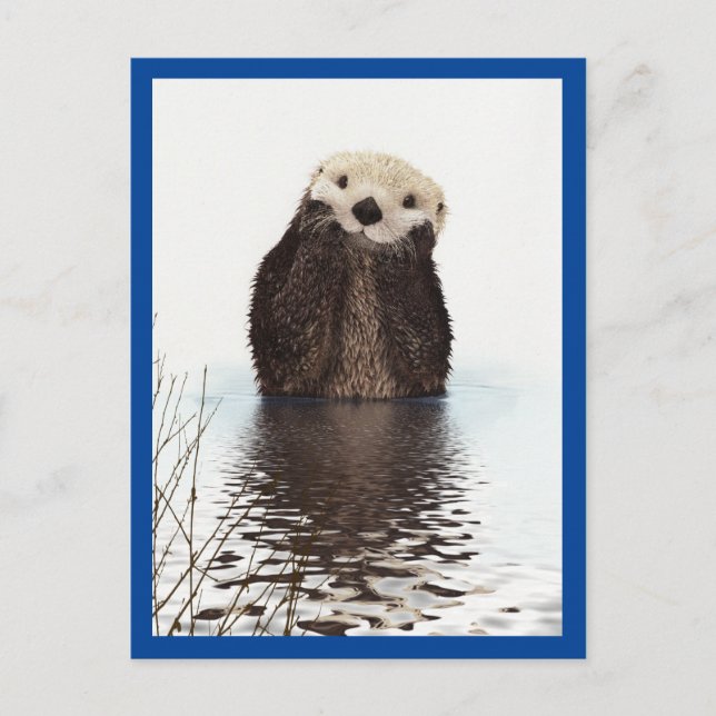 Carte Postale Loutre Mignonne Animal Bleu (Devant)