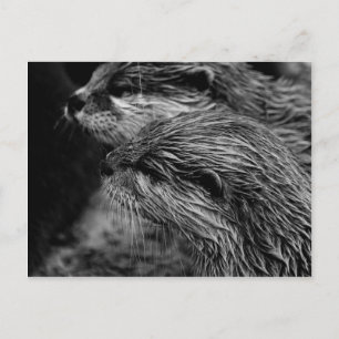 Carte Postale loutre noir et blanc