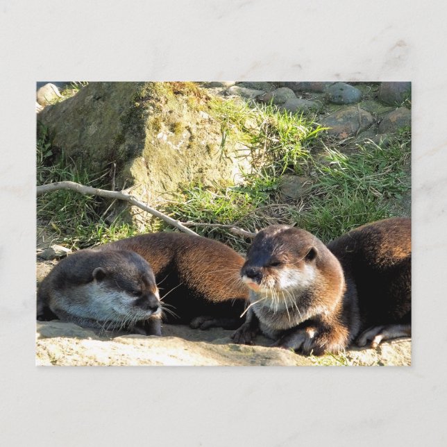 CARTE POSTALE LOUTRES (Devant)