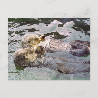 Carte Postale Loutres de mer tenant les mains