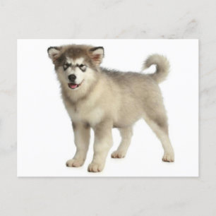Carte postale Love Alaskan Malamute Chien Chien Ch