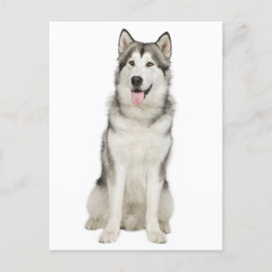 Carte postale Love Alaskan Malamute Chien Chien Ch