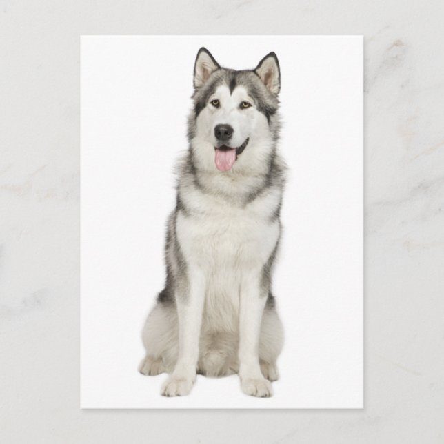 Carte postale Love Alaskan Malamute Chien Chien Ch (Devant)