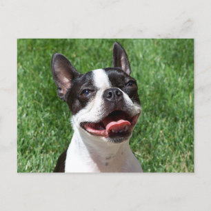 Carte Postale Love Boston Terrier Chien chiot Puppy Pensez à vou
