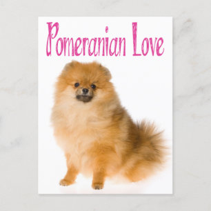 Carte postale Love Chien De Chien De Poméranie