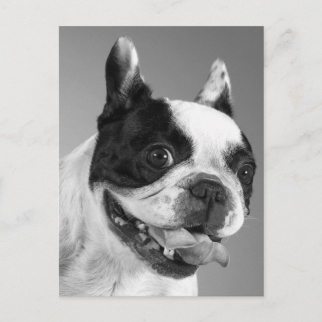 Carte Postale Love French Bulldog Chien Chien Chien Chien Pot Ca (Devant)