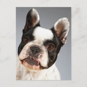 Carte Postale Love French Bulldog Chien Chien Chien Chien Pot Ca