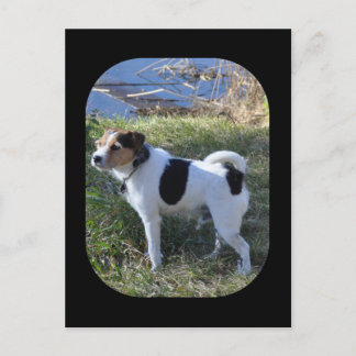 Carte Postale Love From The Dog par Janz Jack Russell