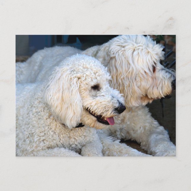 Carte Postale Love Goldendoodles (Devant)