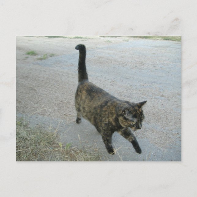Carte Postale Love To Be Free Postcard (Devant)