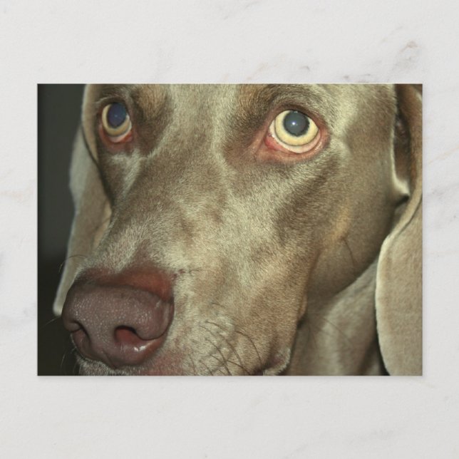 Carte postale Love Weimeraner (Devant)