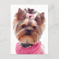 Love Yorkshire Terrier Chien Chien Chien Chien Bla