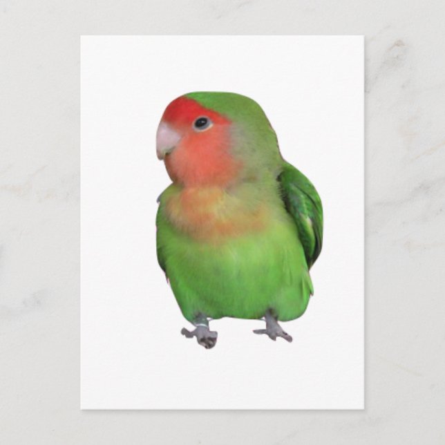 Carte Postale Lovebird à tête brune (Devant)