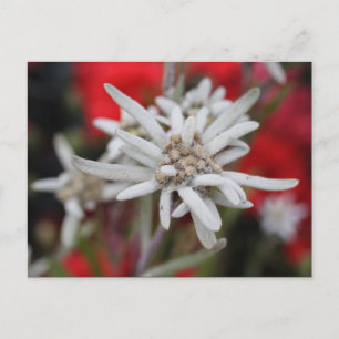 Carte Postale Lovely Edelweiss Leontopodium nivale