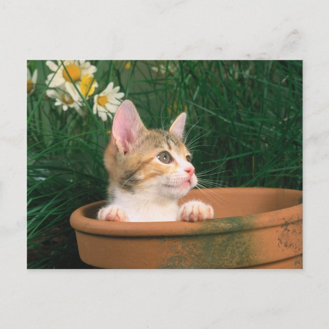 Carte Postale Lovely Kitten 54 (Devant)