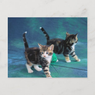 Carte Postale Lovely Kitten 61