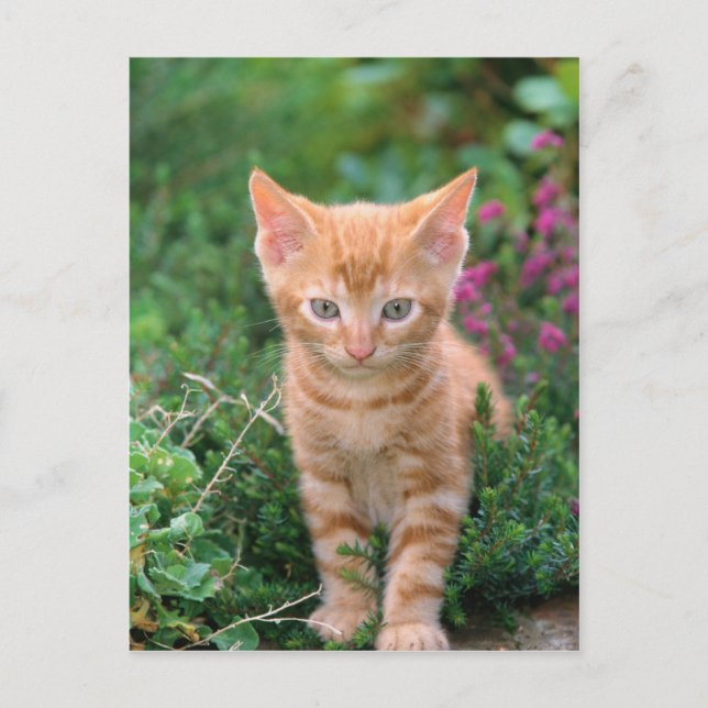 Carte Postale Lovely Kitten 7 (Devant)