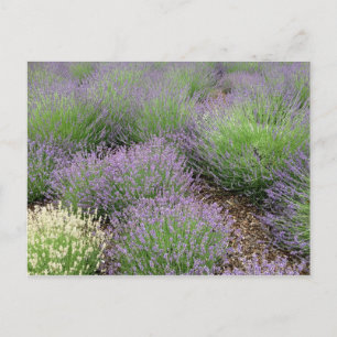 Carte Postale Lovely Lavender