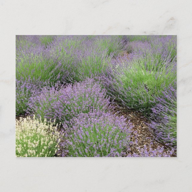 Carte Postale Lovely Lavender (Devant)