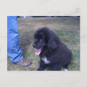 Carte Postale Lovely Newfie chiot (race de chiens de Terre-Neuve