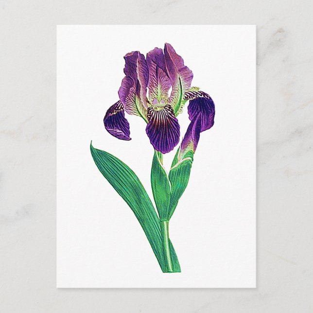 Carte Postale Lovely Purple Dutch Iris (Devant)