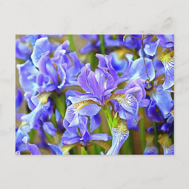 Carte Postale Lovely Purple Irises en mai (Devant)