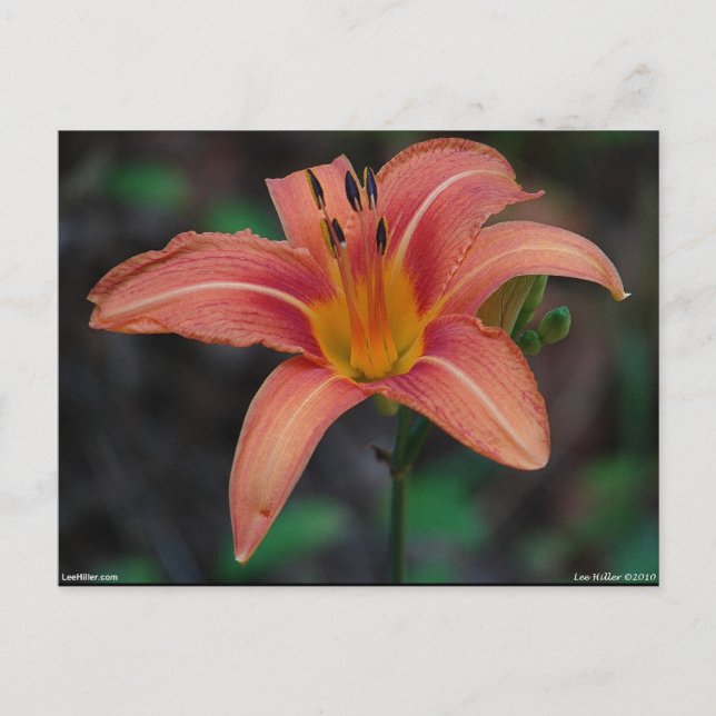 Carte Postale Lovely Tawny Daylily Vêtements et cadeaux (Devant)