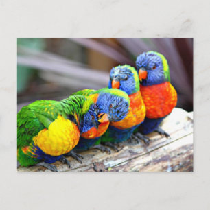 Carte Postale Lovey Dovey Parrots