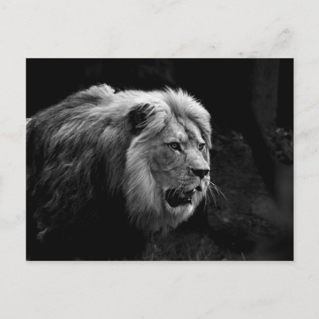 Carte Postale löwe (Devant)