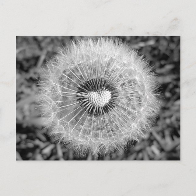Carte Postale Löwenzahn (Devant)
