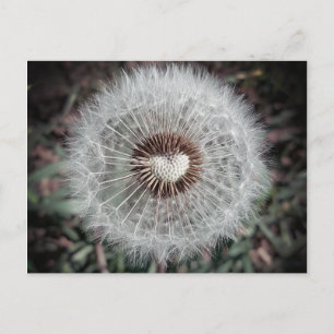 Carte Postale Löwenzahn