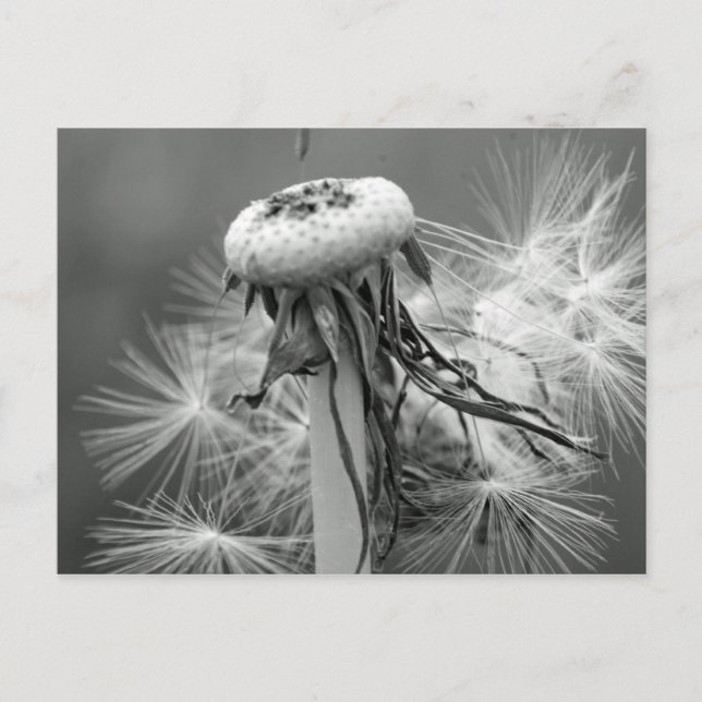 Carte Postale Löwenzahn (Devant)