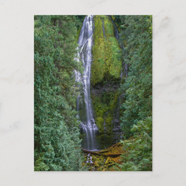 Carte Postale Lower Proxy Falls | Forêt nationale de Willamette (Devant)