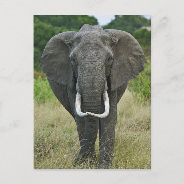 Carte Postale Loxodonta d'Elephantna d'Africain, jeu de Mara de (Devant)