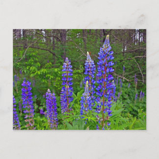 Carte Postale Lubins