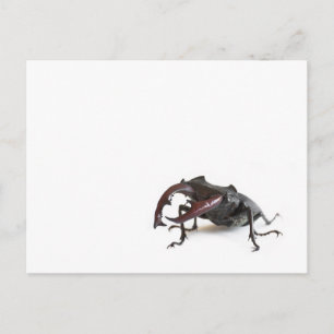 Carte Postale Lucane cerf